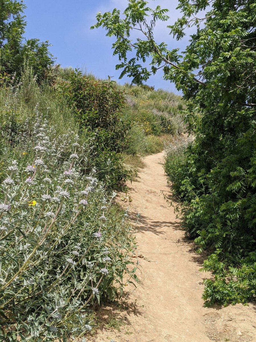 PHHPA's tweet photo. Beautiful Sunday to get outdoors. Go find your favorite trail. Reminder stay on trail and watch for snakes. π Many hikers reporting seeing them. π #whittierhills #powdercanyon #turnbullcanyon #arroyopescadero #hellmanpark #haciendatrailhead #sycamorecanyon #puentehills https://t.co/TNXFvEHICn