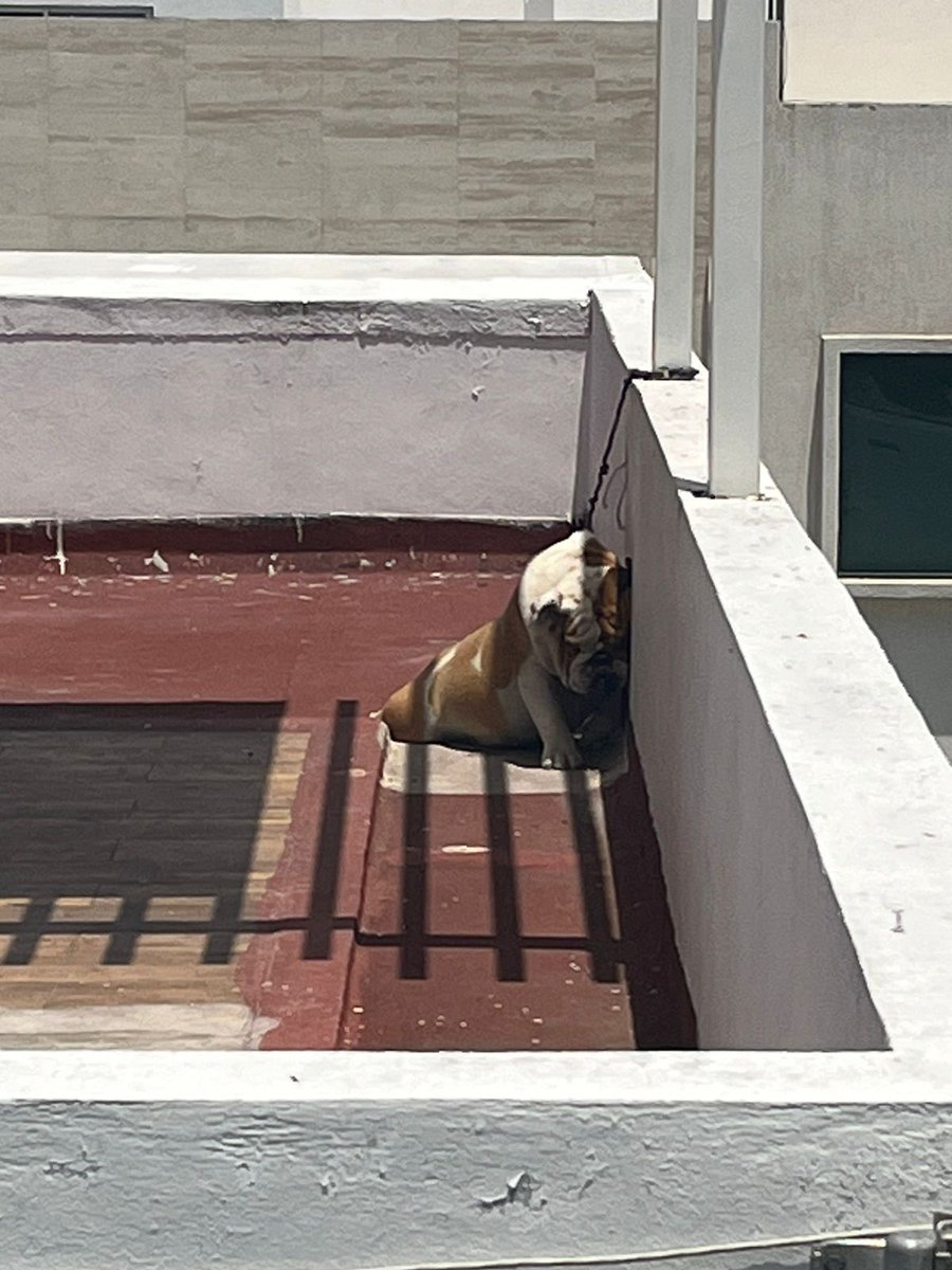 ChrizzPortillo's tweet image. Por favor ayúdenme @Gob_Puebla esto qué pasó en Lomas de Angelópolis es indignante, no queremos que la muerte de este peludito quede impune! Que nos den apoyo y seguimiento para detener a los responsables!!!! @IBAGobPue ayúdeme @RicardoBSalinas con un RT