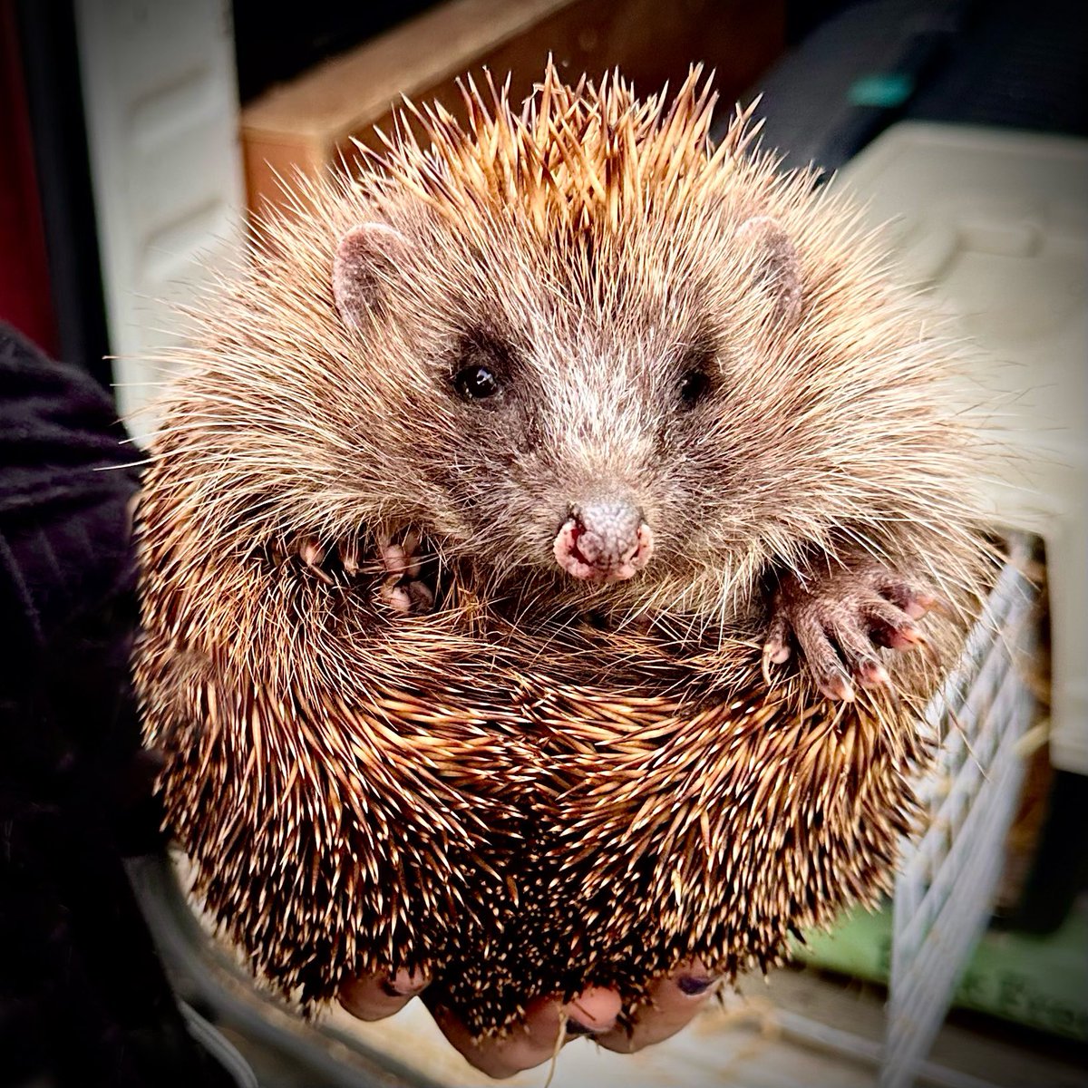 We got our hedgehog back again! She is in great shape after some time being looked after by the good people in Hedgehog rescue Dublin. We released her back into the garden this evening.