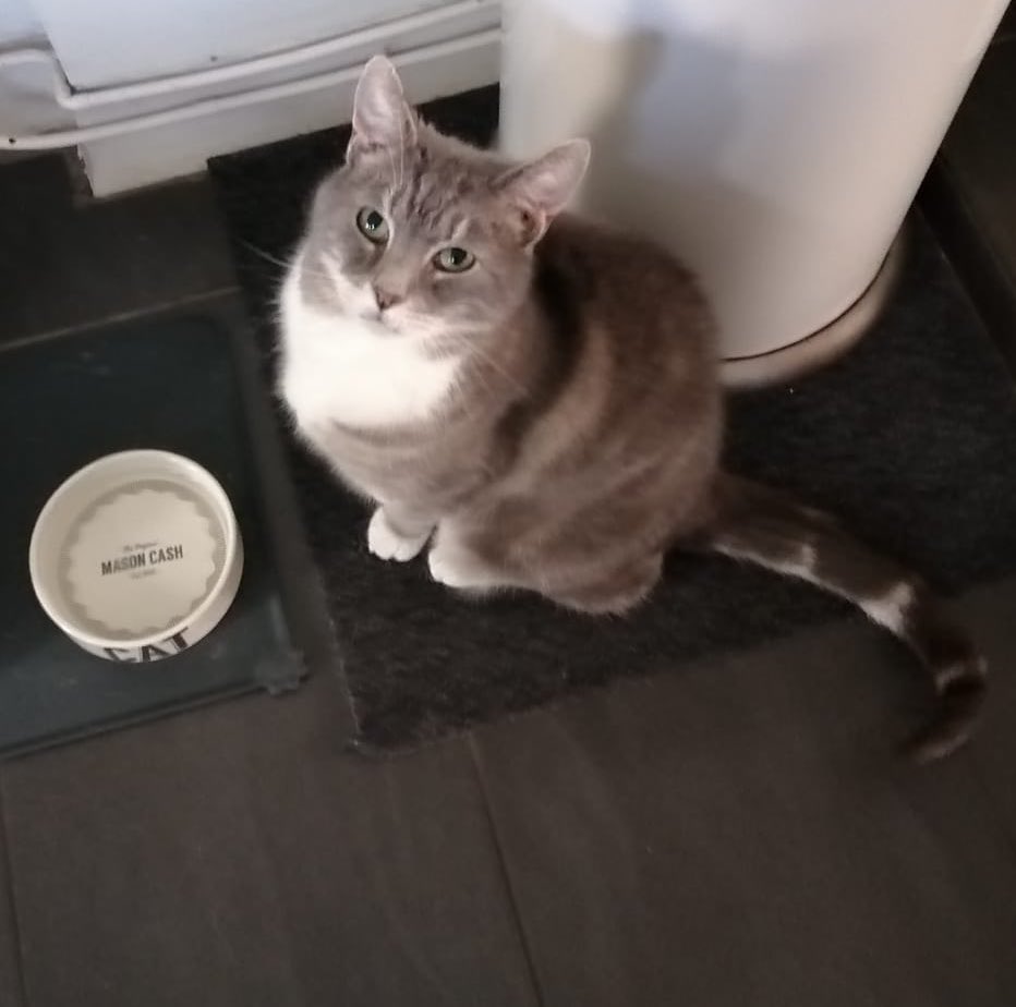 Belated Happy National #Tabby Day from me! I’m a classic silver tabby and in this photo that my Auntie <a href="/Cagney19/">Anne Fry</a> took you can really see my ‘M’ as well. Sending greetings to all my tabby pals - Chester😻