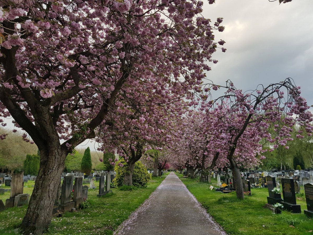 SecateursThe's tweet photo. #cherryblossom #hanami in Southern Cemetery, Manchester 
#Bloomtown #BlossomWatch @NT_TheNorth https://t.co/f89L5Utjeg