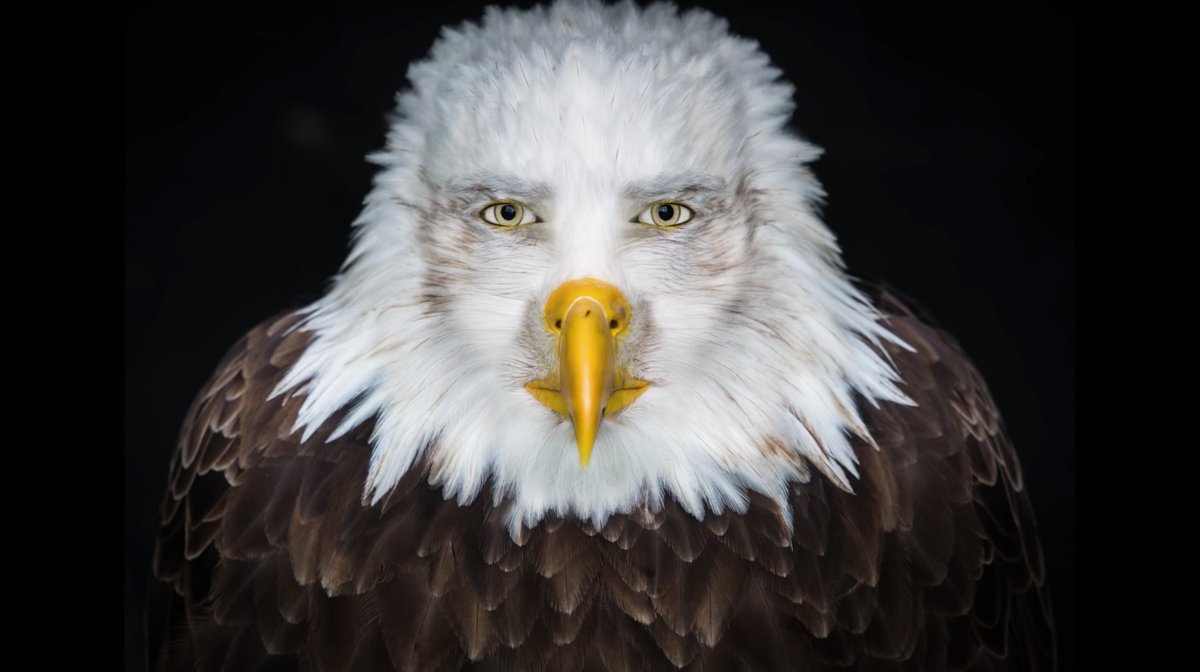anythingbott's tweet photo. Fight or Flight?: Eagle man https://t.co/VmVTjrQqRH