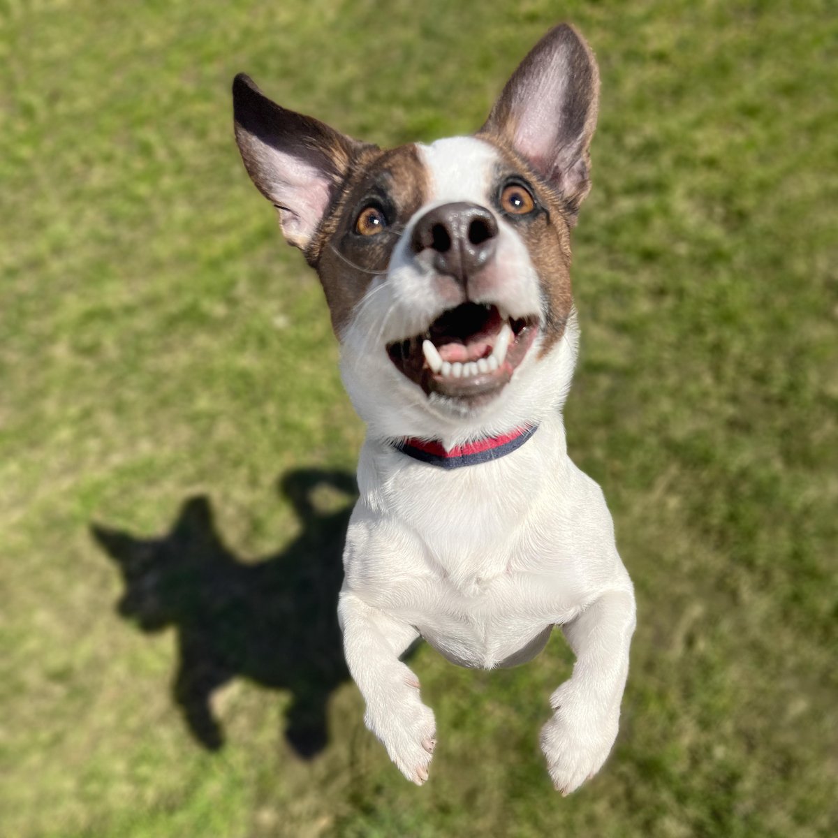 toweronthego's tweet photo. Bring your pup to come meet Astro at the Carl Schurz Park this Saturday, May 6th, 1:00PM next to the dog run!

I hope you can join us @thefarmersdog Friends Forever Get-Together #LongLiveDogs #tfdpartner

Thank you all for following and watching our content, Astro & I are excited to meet y’all and make some new friends!

#dogfriendlynyc #dogsofnyc #jackrussellnation #nyc
#9gag #barked #animalsdoingthings #jrt #jackrusselldog #astro #dogs #cute #cuteness #cutenessoverload #doggo #doglovers #doglove #doglife #happydog #dogphotography