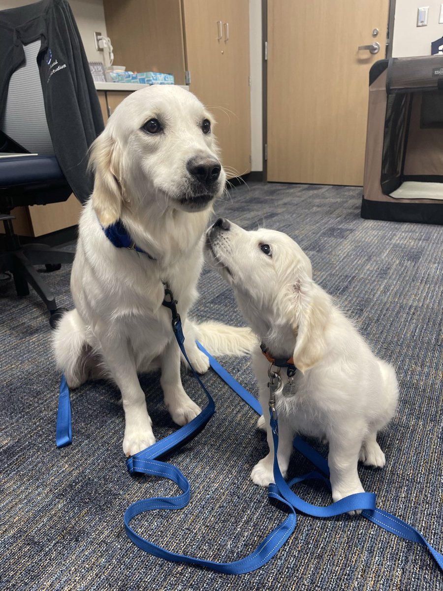 Happy #NationalTherapyDogDay 🐾♥️ Here’s a little throwback of baby @BMEBaxter meeting his role model @CopelandReads’s Trixie! 📚