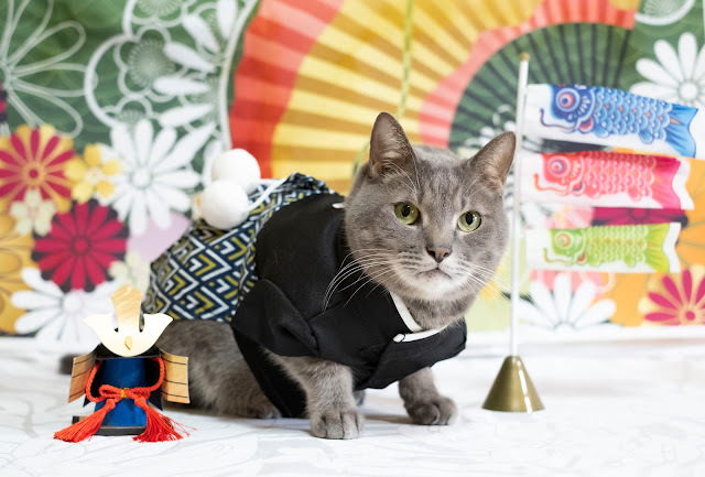 InnovativeCat22's tweet photo. Boys' Festival https://t.co/G5BHbWznMv
