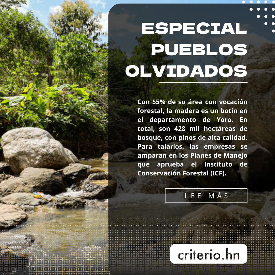 ESPECIAL PUEBLOS OLVIDADOS- Con 55% de su área con vocación forestal, la madera es un botín en el departamento de Yoro. En total, son 428 mil hectáreas de bosque, con pinos de alta calidad.

Accede al especial 👇
criterio.hn/especiales/pue…
#investigacion #especial #pueblosolvidados