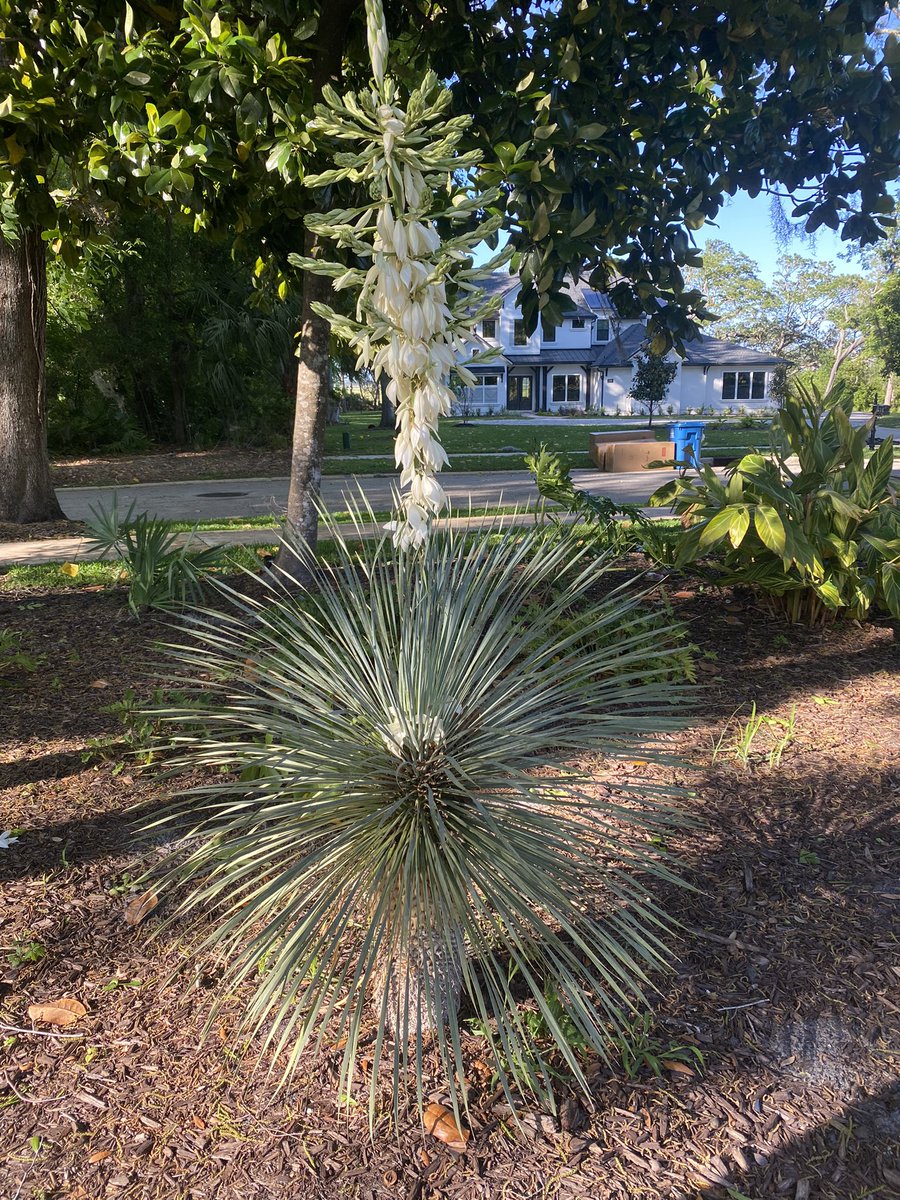 CzMoze's tweet photo. This is an interesting plant. https://t.co/9ocx9oYfUx