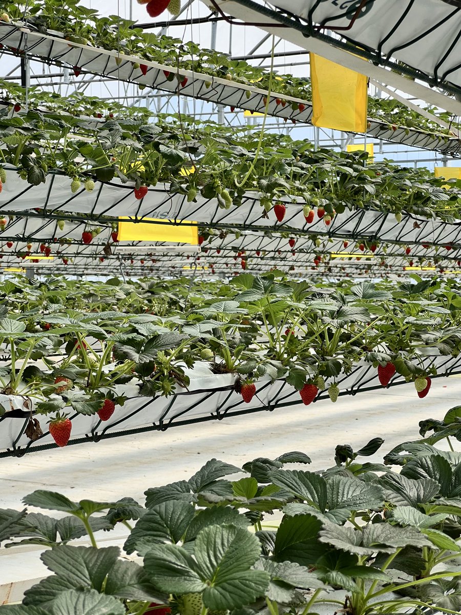 Fruitpeddlar's tweet photo. BC Strawberries April 27/23 part 2 https://t.co/xBbb31WFaj