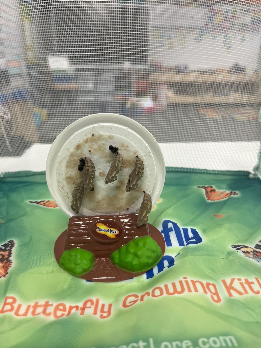 IRE129's tweet photo. And now we wait… Kindergarten scientists @ireDCSD will have lots to watch in the coming days! #paintedladybutterfies #insectlore #kindergartenrocks https://t.co/Smh3z5XxgZ
