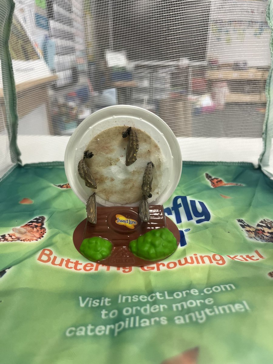 IRE129's tweet photo. And now we wait… Kindergarten scientists @ireDCSD will have lots to watch in the coming days! #paintedladybutterfies #insectlore #kindergartenrocks https://t.co/Smh3z5XxgZ