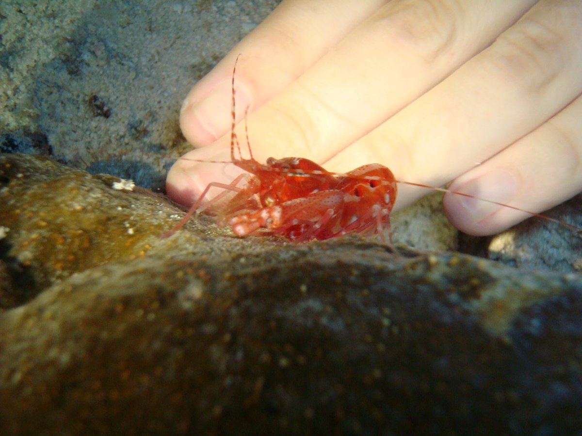 heatherspence's tweet image. Cute Snapping Shrimp in the MesoAmerican Reef! These little critters have one large claw they snap shut, which creates a vacuum bubble that explodes, which makes a loud pop sound.

Never underestimate a shrimp.
#InverteFest
