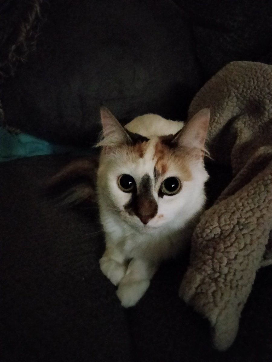 skyler_ladd's tweet photo. #cat https://t.co/tz1gjpBdUV