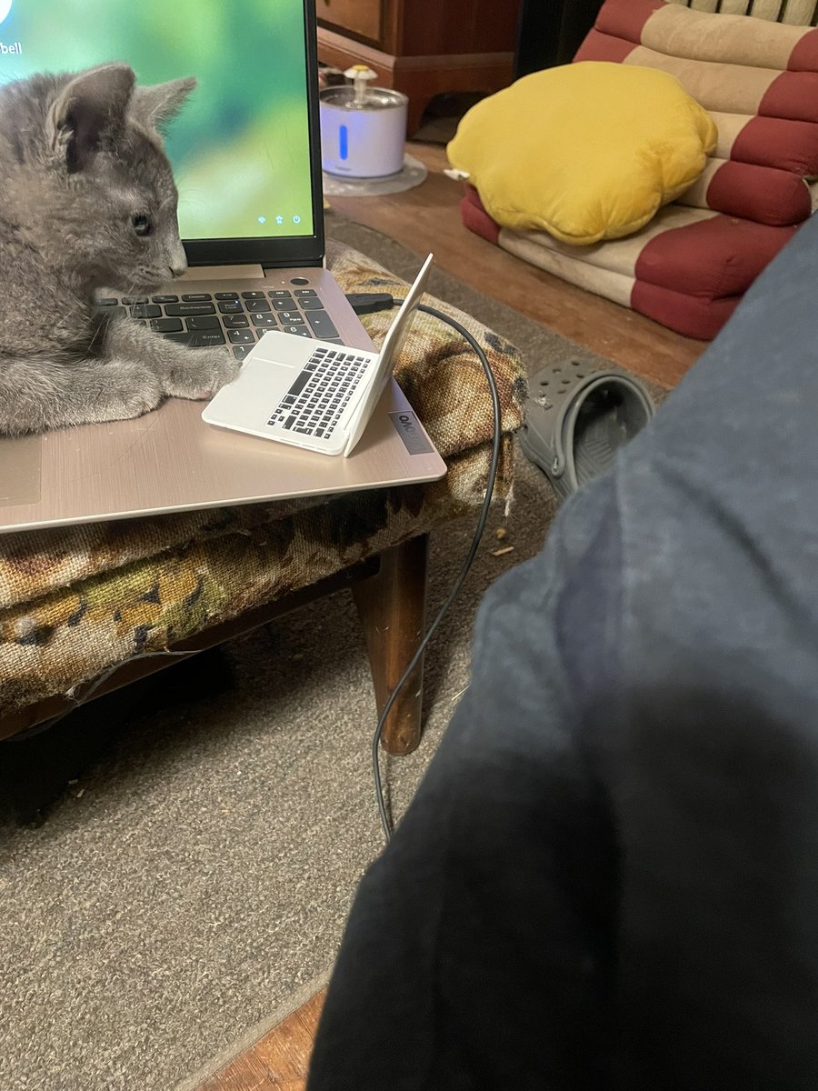 Catmampbell's tweet photo. We got him a tiny laptop https://t.co/FP4IByTuky