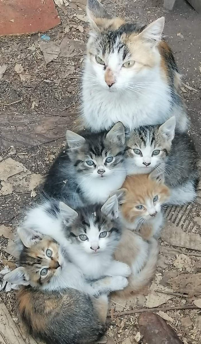 SerpienteZurda's tweet photo. Hoy están al frío y sin comida.
Si alguien puede ser temporal o adoptar alguno con urgencia se debe contactar con Paola +56921703139 cc @sebastian_gray @IsaLamoliatte @BrennusVaccare1 https://t.co/FvKI80o23C
