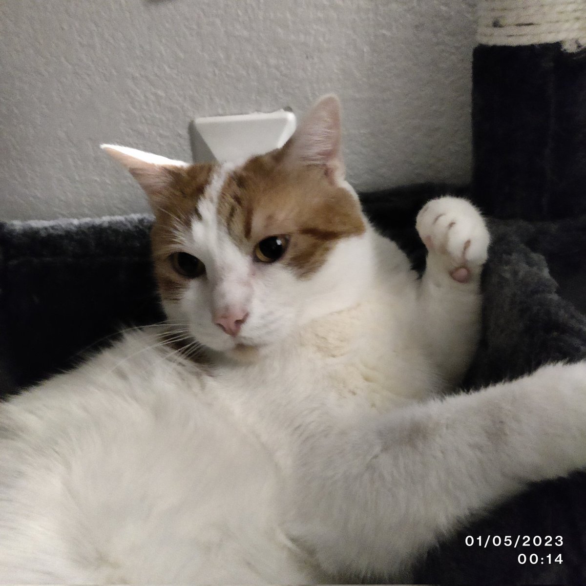 ✨💤Maes 😼 ♂️ et Michoko 😽 ♂️ tweet media