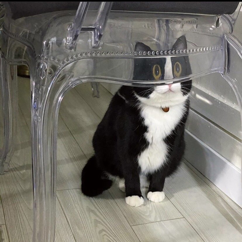 ShouldHaveCat's tweet photo. https://t.co/9KeMISmvgV
