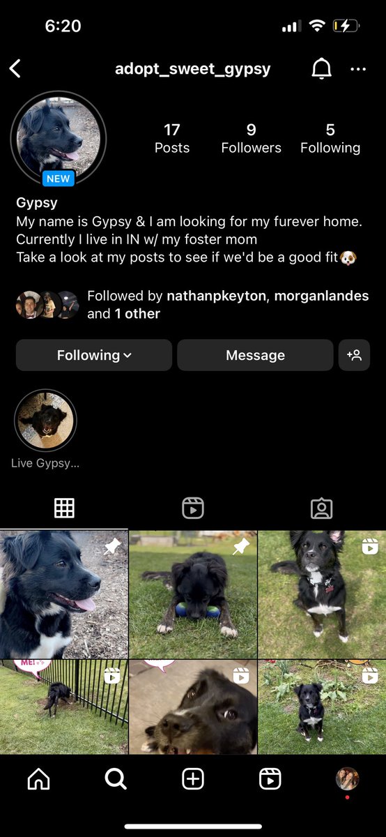steph_franke's tweet photo. Twitter I need help to find sweet Gypsy girl her furever home! 

Please share her Instagram to help her find the perfect family. If you're interested feel free to DM! 

🔗 https://t.co/TbjAztMV7Q https://t.co/KInrO8QN0A