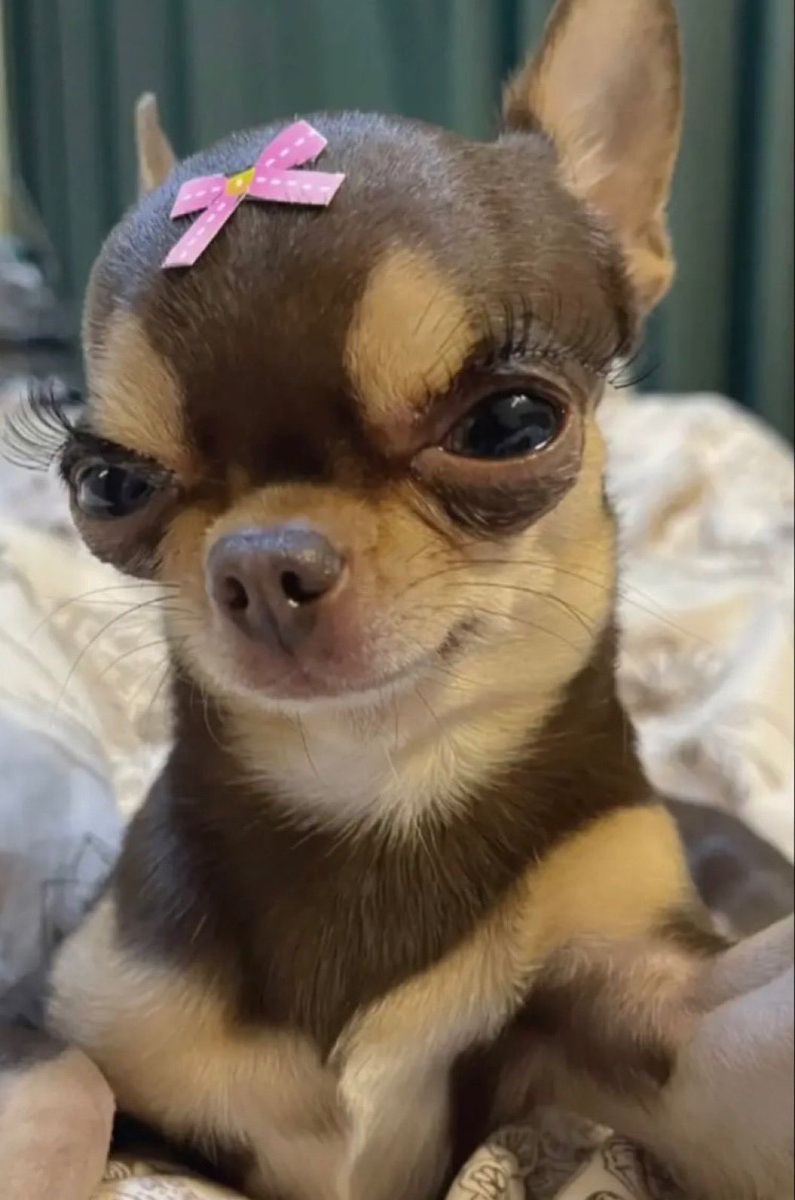 whotfisjovana's tweet photo. when ur mean to me this is who ur being mean to https://t.co/tN1GzfWKtK