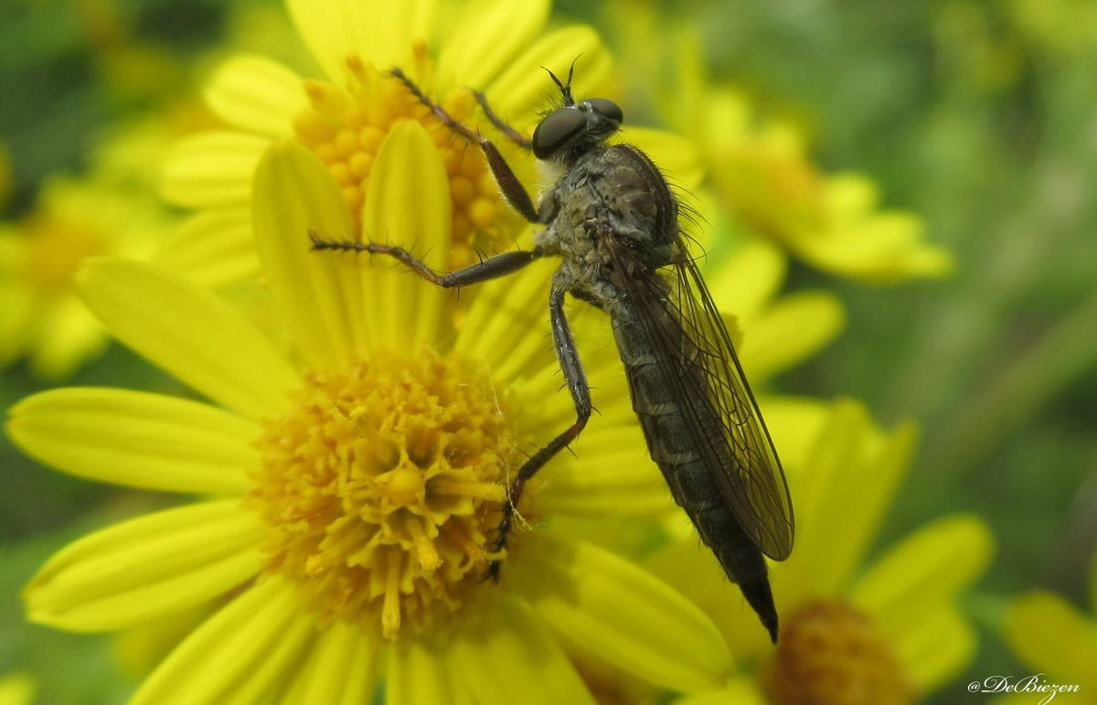 Nogmaals de Gewone roofvlieg voor #worldrobberflyday  🪰