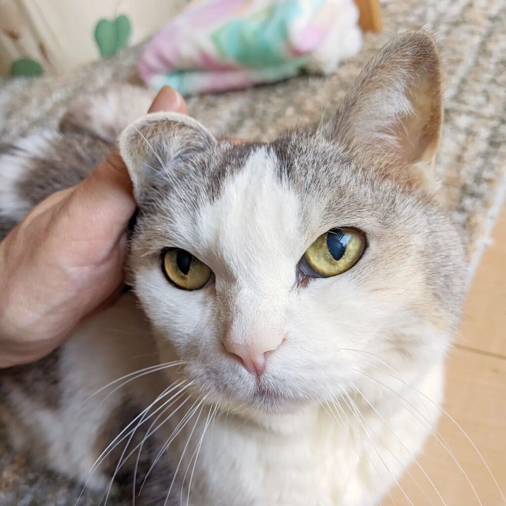 ごーるでんうぃーく？……関係ないわ(ΦωΦ)

最近の朝ゴハンは4時ですの🙃 instagr.am/p/CrrUAVrh9Jb/