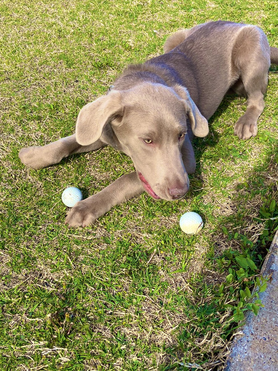 FloresAarrhon's tweet image. My boy “Blu” 🔵 

Much needed exercise! ☀️🕶️🐾👍🏼
#SilverLab