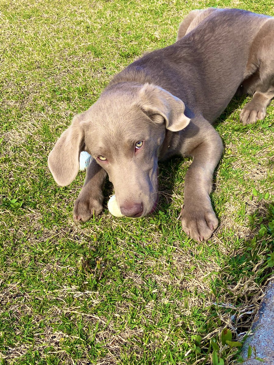 FloresAarrhon's tweet image. My boy “Blu” 🔵 

Much needed exercise! ☀️🕶️🐾👍🏼
#SilverLab