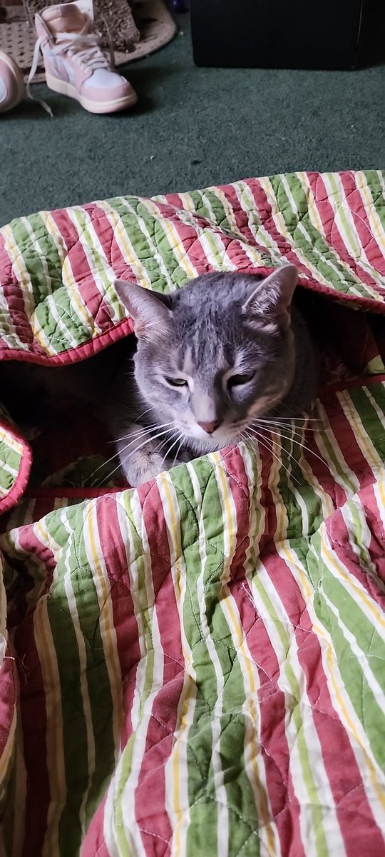 SnowPrincessVT1's tweet photo. He's helping me fold it. https://t.co/KokTfmhrbr