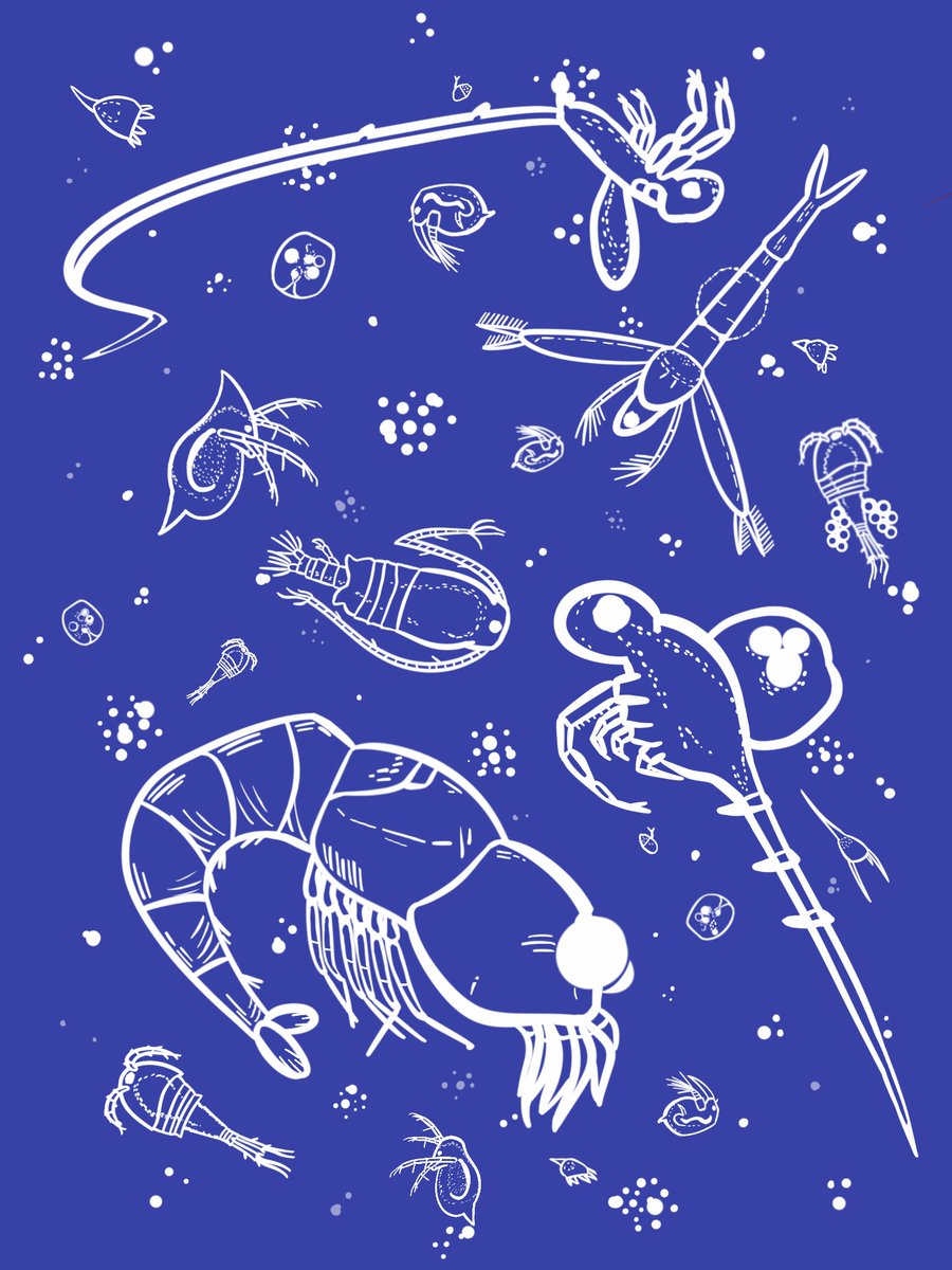 CutterL_'s tweet image. #InverteFest just some good boy zooplankters hanging out. 🔬

#plankton #zooplankton #spongebob #copepod #daphnia #waterflea #nature #invertebrates #freshwater #science #ecology #limnology