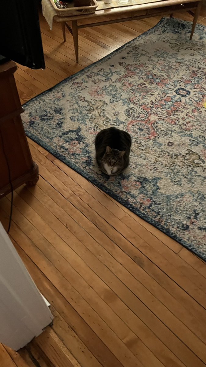 jacksonpete01's tweet photo. @ShouldHaveCat https://t.co/DxL2FH6NYu