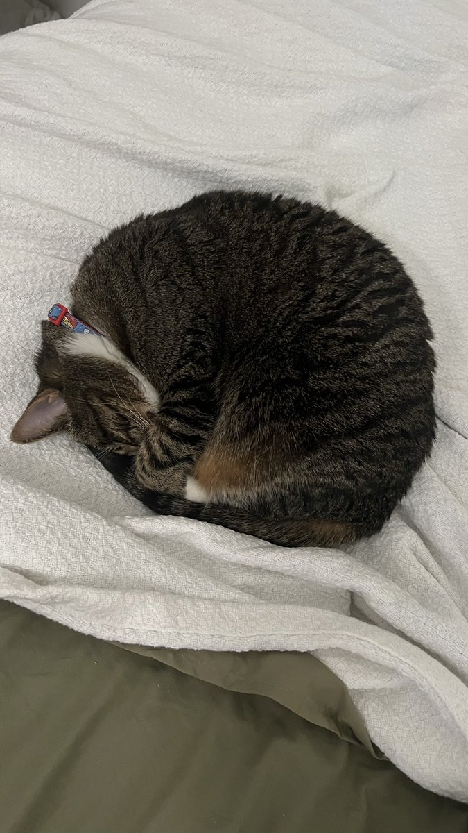 jacksonpete01's tweet photo. @ShouldHaveCat https://t.co/DxL2FH6NYu