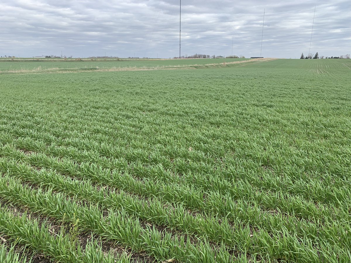 agronomistruth's tweet photo. Spent the afternoon with the awesome congregation of Plymouth United Church of Christ discussing #waterquality, #conservation, and how citizens can get involved. Shout out to @IADeptAg innovative new programming 😍 Then swung by a rye field to evaluate the stand! #lovemyjob https://t.co/QX2KYwCEVk