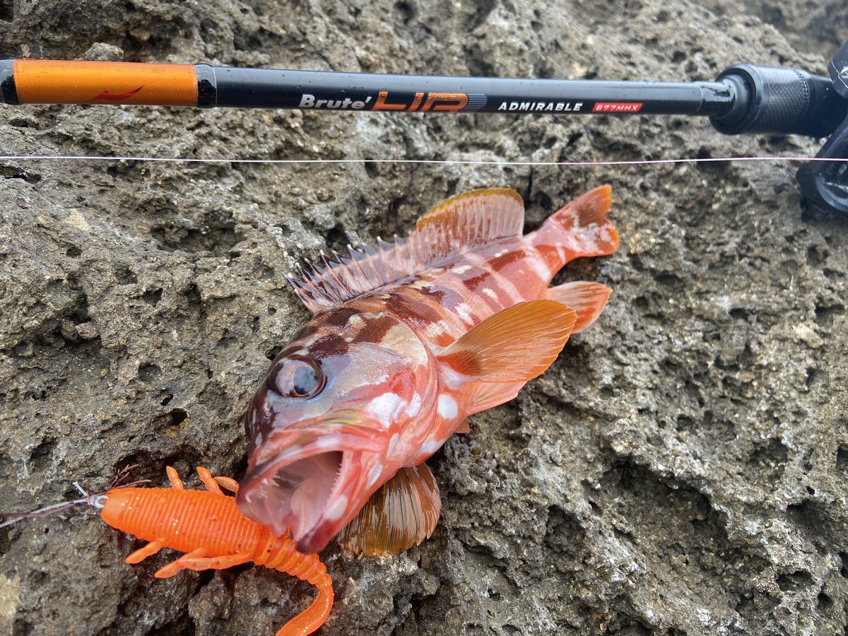 wocadaaa's tweet photo. ウネリが出てから大苦戦🌀
■#apia #brutehr #admirableb77mhx
■#daiwa #zillionsvtw1016xxh
■#livre #father110
■#xbraid #upgradepe_x4 1.5号
#fcabsorber 25lb
■#gamakatsu #theorize
■#magbite #pullgrab
#釣り #ルアー #ロックフィッシュ #ハードロックフィッシュ #アカハタ #アピア https://t.co/7DbPt0LUPw