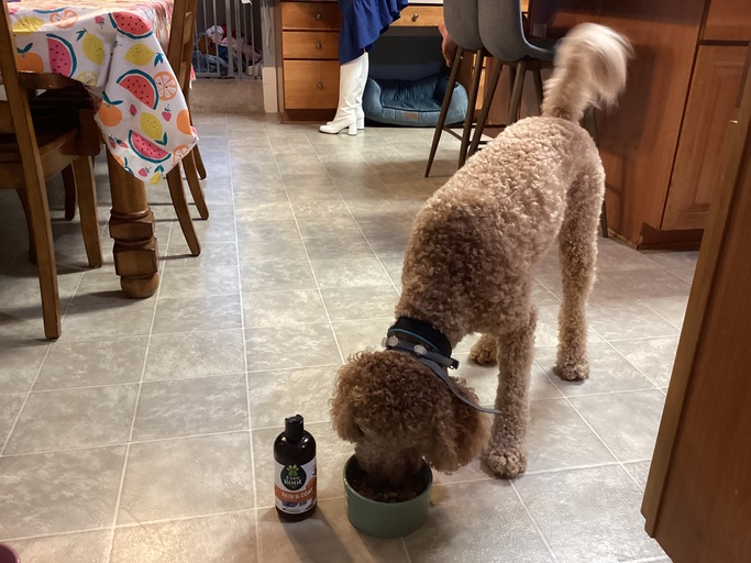 blairefierce's tweet photo. I'm supporting my dog's sensitive skin with EverRoot Dog Skin and Coat Supplement Oil from #EverRootDogSupplements - containing high-quality ingredients from trusted sources! #ad @everrootdogsupplements https://t.co/OXTpoPN0g3 https://t.co/udmLZCu0SZ