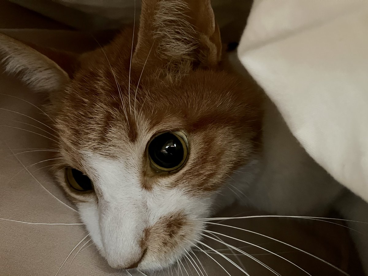 おはにゃ。今日はなんだかひんやりするからお布団の中に入りたい気分なのさ。 #さやま猫ファミリー