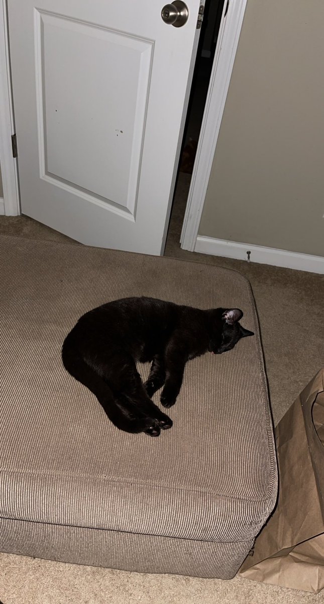 ThatManLance's tweet photo. @ShouldHaveCat https://t.co/qb9IoHeSkD