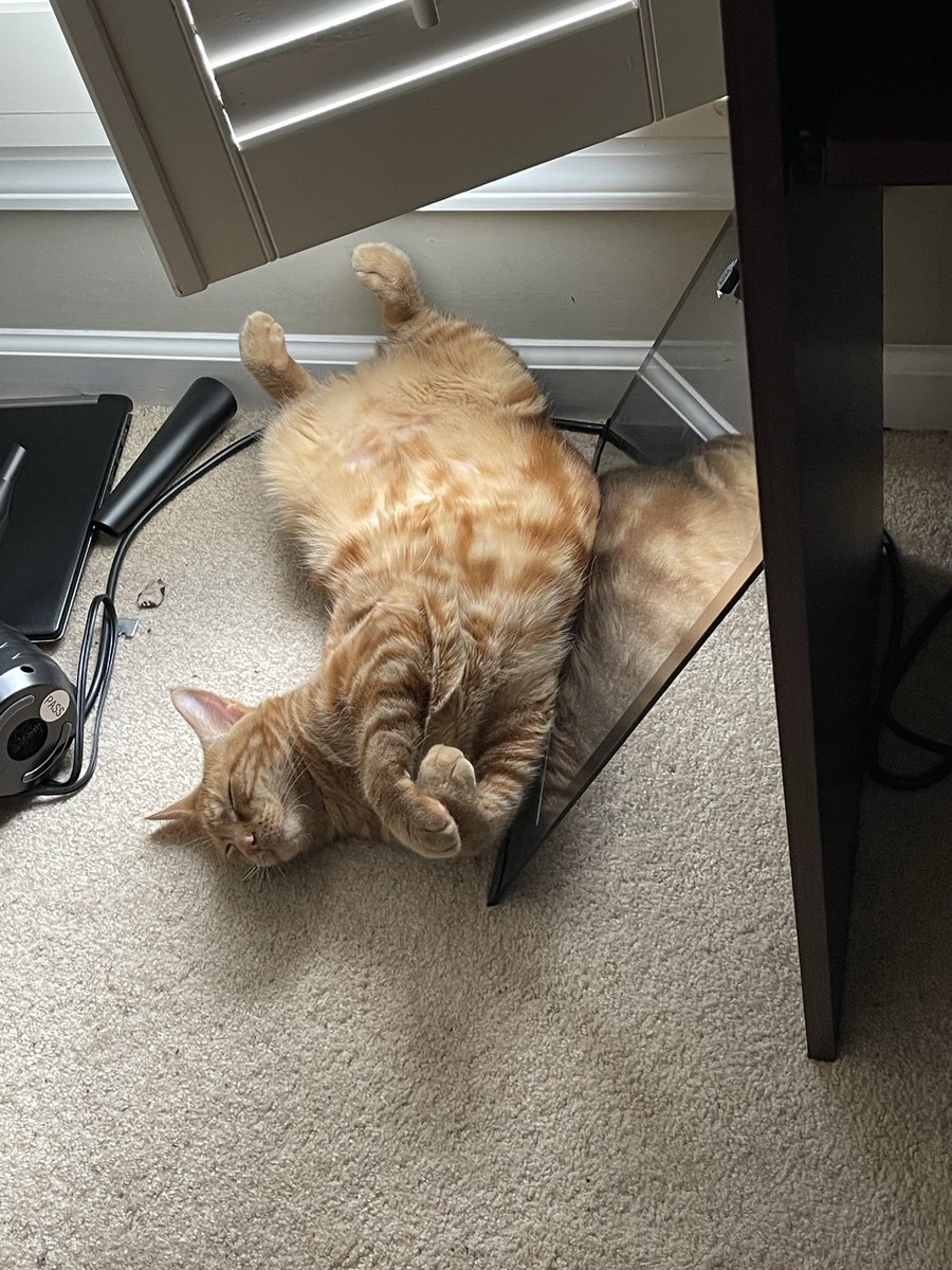 ThatManLance's tweet photo. @ShouldHaveCat https://t.co/qb9IoHeSkD