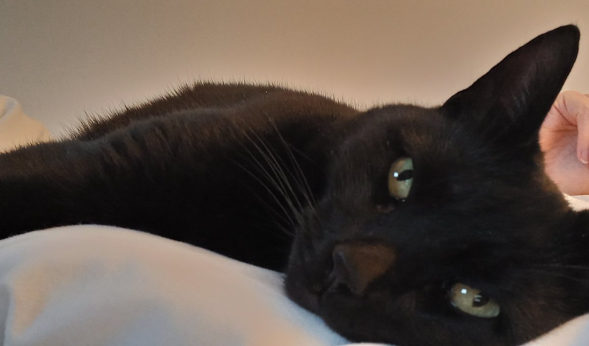 convent_cat's tweet photo. Chilling on the long weekend #conventcat #SundayFunday https://t.co/2nQDYJtAUJ