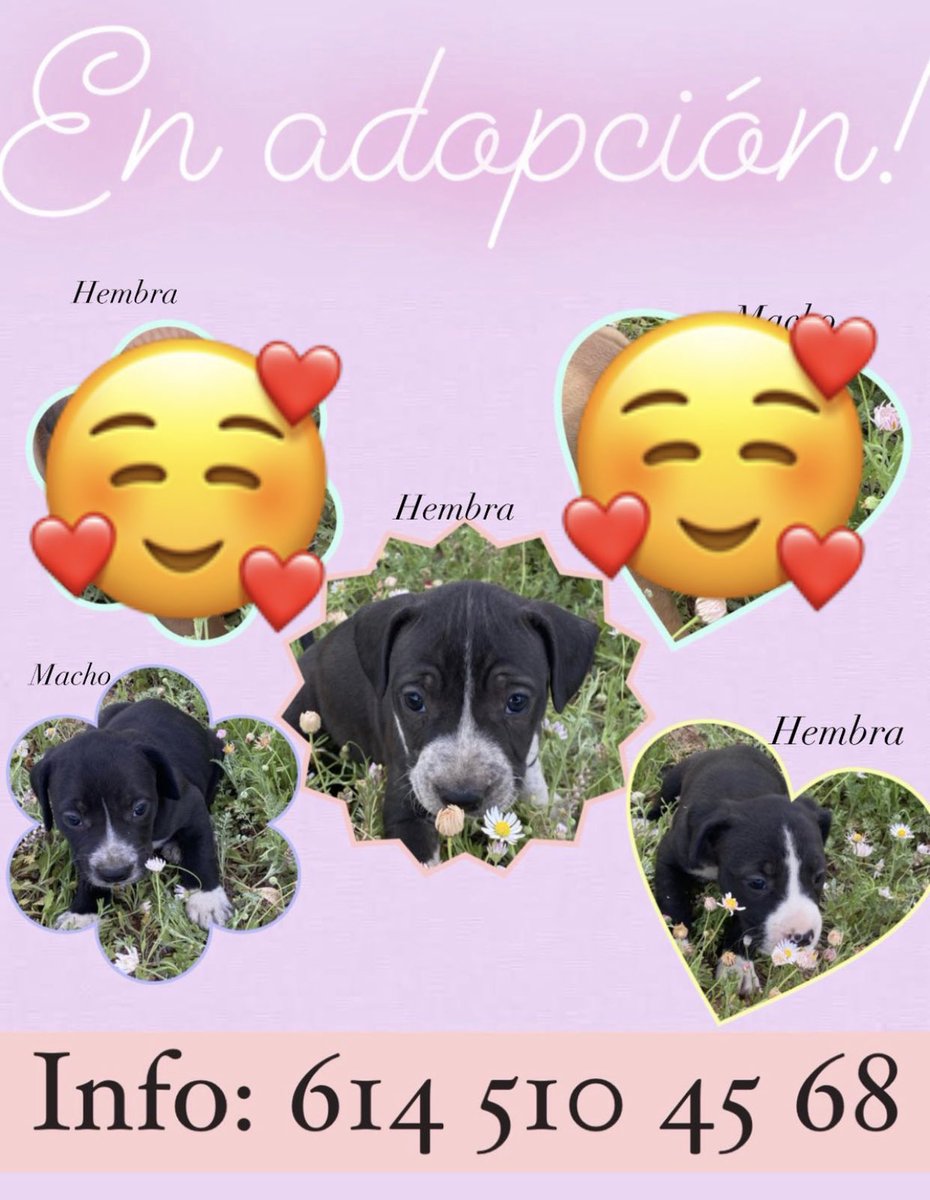 verdewong's tweet image. Amigos de chihuahua que quieran adoptar un cachorro bebé, son raza mediana de pelo corto, muy hermosos y leales 💖 
Me ayudan a compartir para que lleguen a su nueva familia 💖