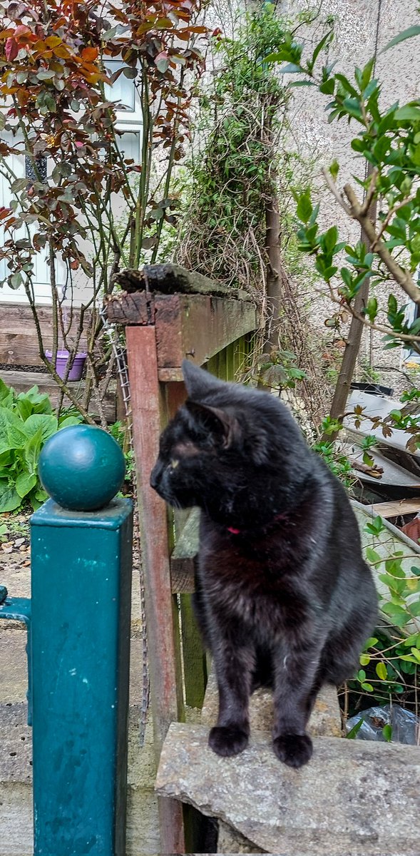 Alert .. A good afternoon #LabourDoorStep in Wibsey @CanvassingCats @dave4wibsey @Sabiya4khan