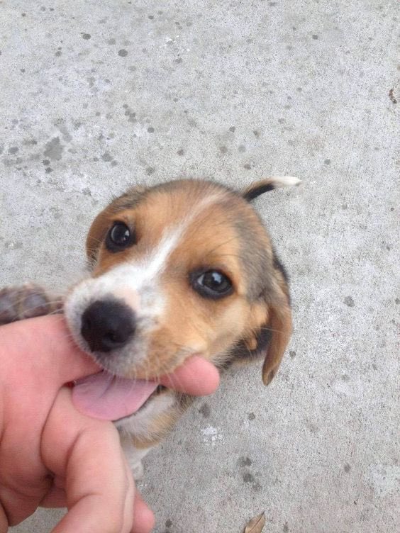 💖 (@twaniimals) on Twitter photo 