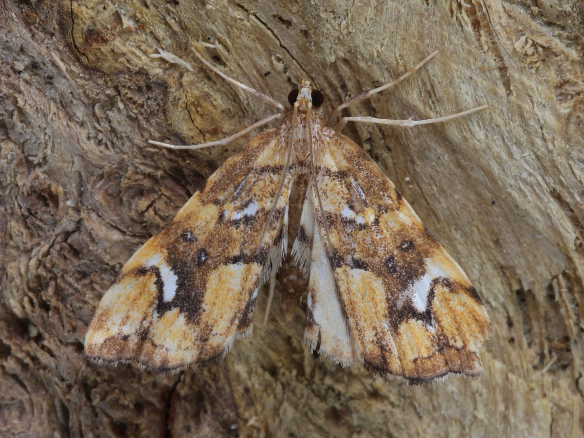Musotima nitidalis (aka Golden-brown Fern Moth or Fern China-mark) an unexpected addition to the garden list from last night's trap in Stoke Holy Cross. An adventive first seen in Norfolk in 2020 &amp; apparently only one other South Norfolk record to date <a href="/BC_Norfolk/">BC Norfolk</a> <a href="/norfolkmoths/">Norfolk Moths (Jim Wheeler CMR)</a>