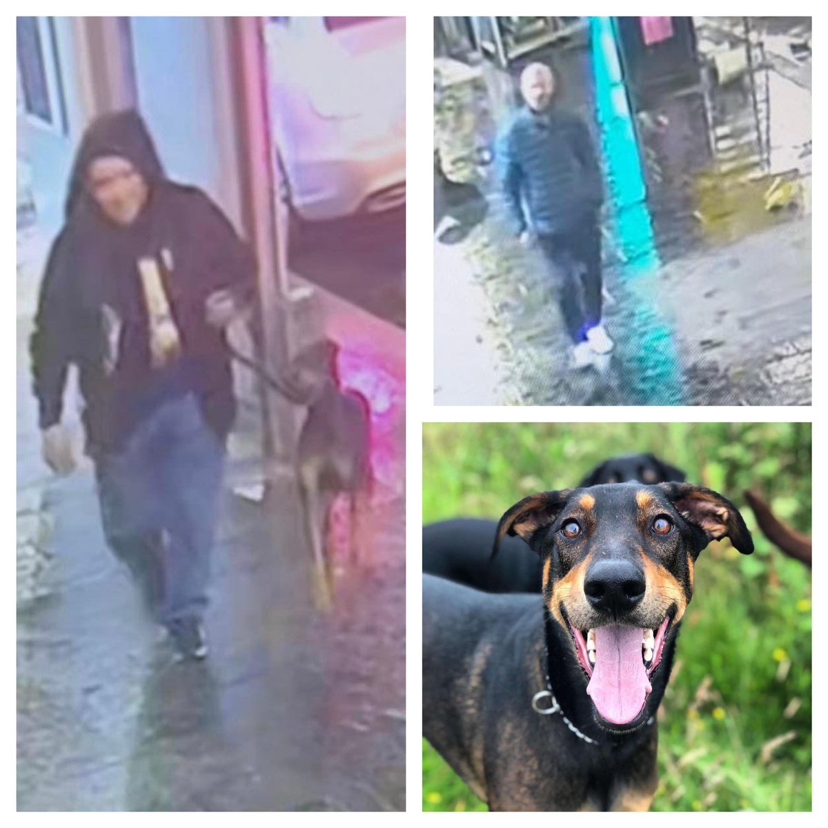 SAMPAuk_'s tweet image. My dog was stolen #Glasgow 

I have attached images of the two people that can help with our enquiries.
If you have information about them pls get in touch.
Male, Doberman cross, he is chipped and neutered
@PoliceScotland on 101
facebook.com/groups/3636780…

doglost.co.uk/dog-blog.php?d…