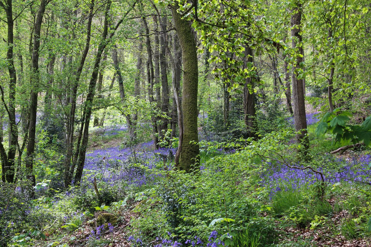 Le printemps qui arrive doucement en #Normandie 🌻