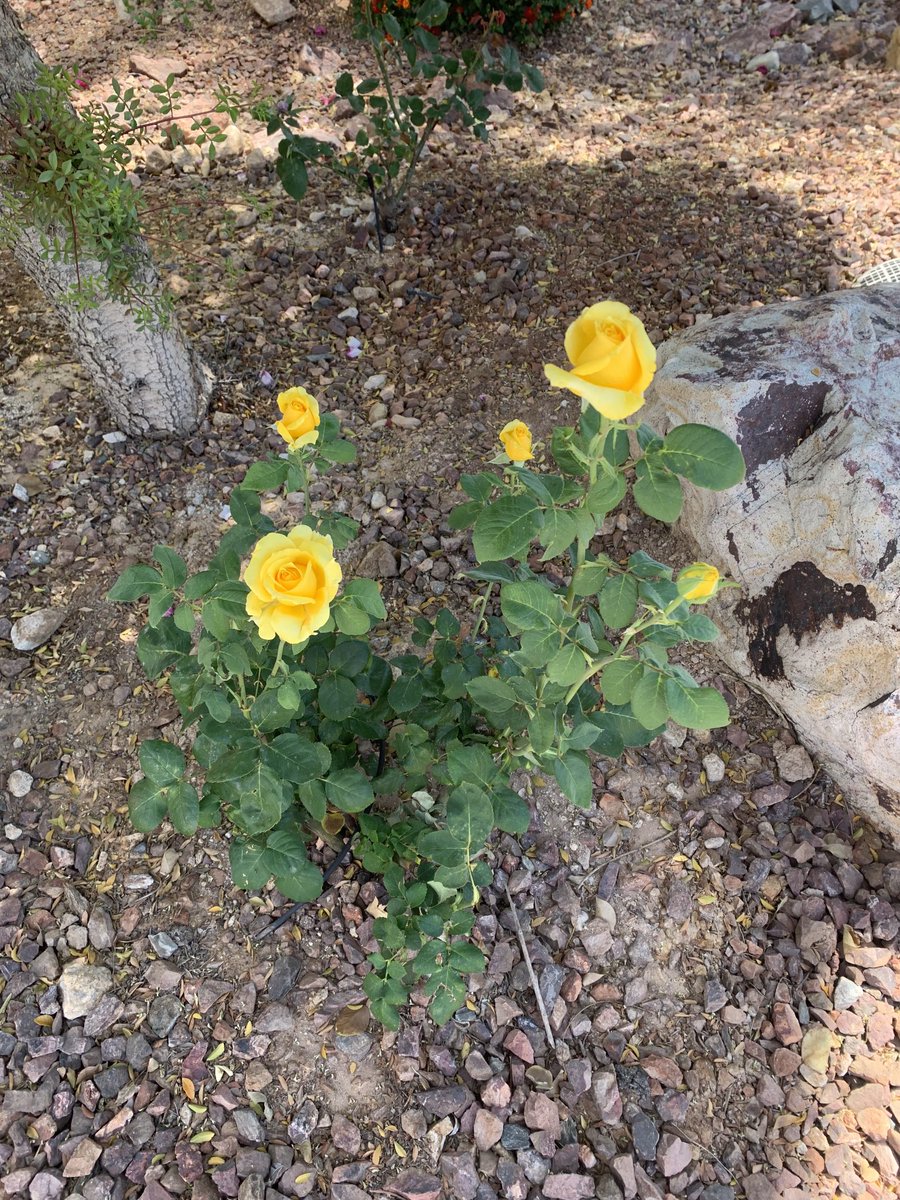TravisCByrom's tweet photo. My newly planted rose bush is off to a good start 
#missingTexas https://t.co/7PSLn5uDAI