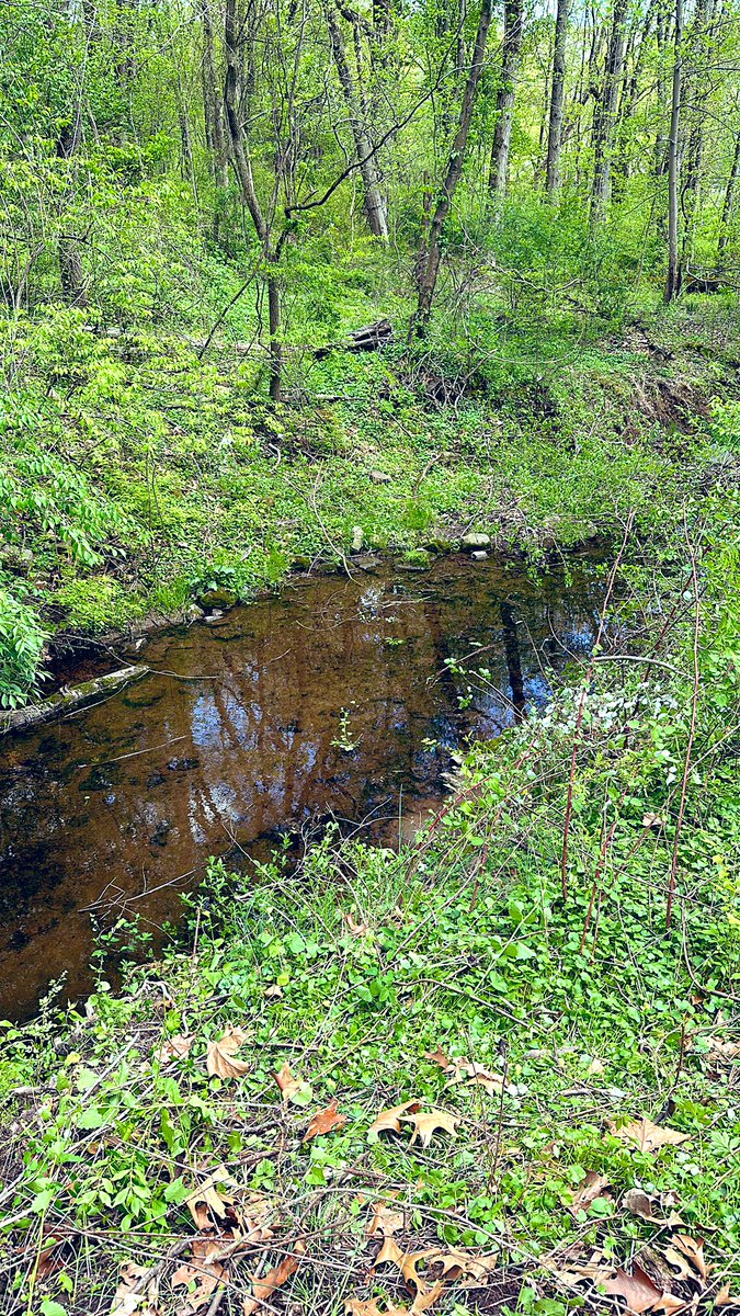 Hanging by the creek in my backyard