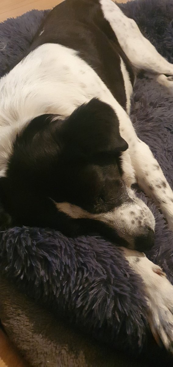 Malut75's tweet photo. @Moni8319 Hier hatte man ein hartes Wochenende,  da schaut man nicht so aufgeweckt https://t.co/VHiE8leg2h