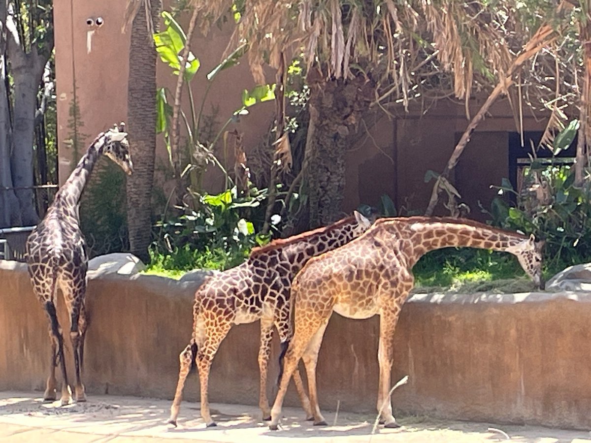 Our beautiful giraffe family. @LAZoo