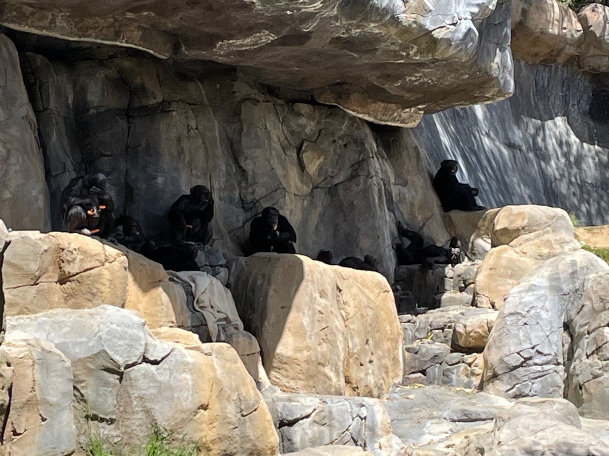 Carrots are very much appreciated by the chimpanzees. @LAZoo