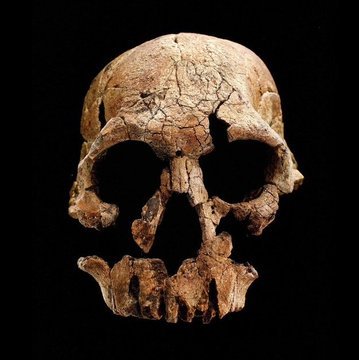 Qafzeh's tweet photo. Bernard Ngeneo, a member of the “Homind Gang” of Kenyan fossil hunters, and team leader Richard Leakey. Ngeneo discovered the KNM-ER 1470 cranium (Homo rudolfensis) in 1972 and the KNM-ER 3733 cranium (Homo ergaster) in 1975 at Koobi Fora (Photos: Bob Campbell, David Brill) https://t.co/PzZp1wcB4p