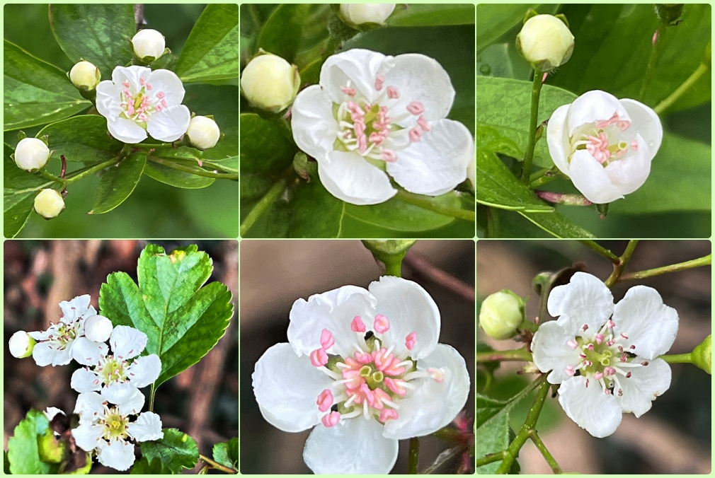 #WildFlowerHour #treeflowers Nice to find both these Hawthorns, #Crataegus, in flower this week:
Common Hawthorn C. monogyna (1 style) in Logan's Meadow LNR @FOLM_Cambridge VC29
Midland Hawthorn C. laevigata (2 styles) in shaded old woodland Great Warley S Essex VC18